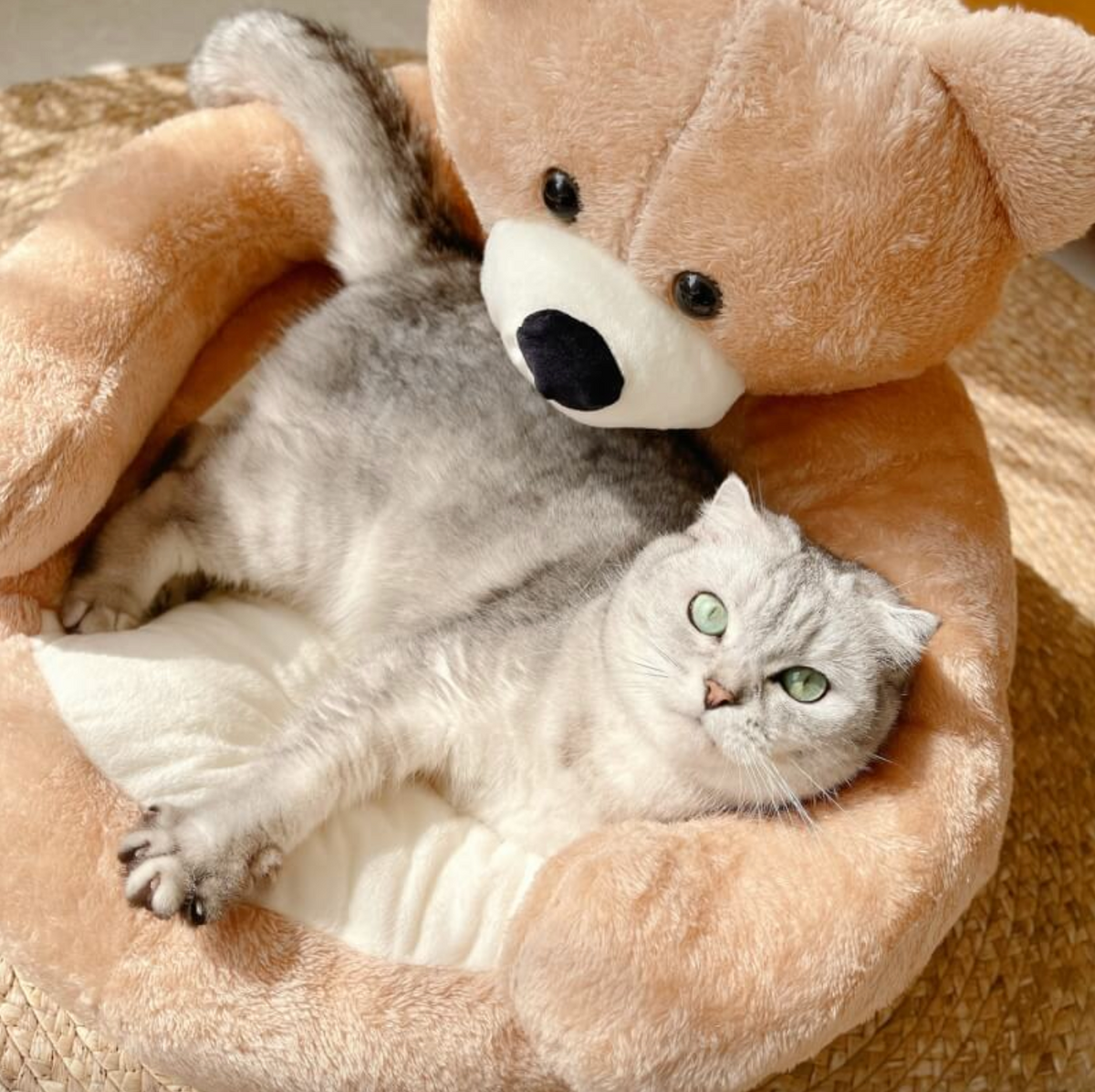 TeddyBear Katzenbett - Für Ultimativen Komfort sowie Gemütlichkeit