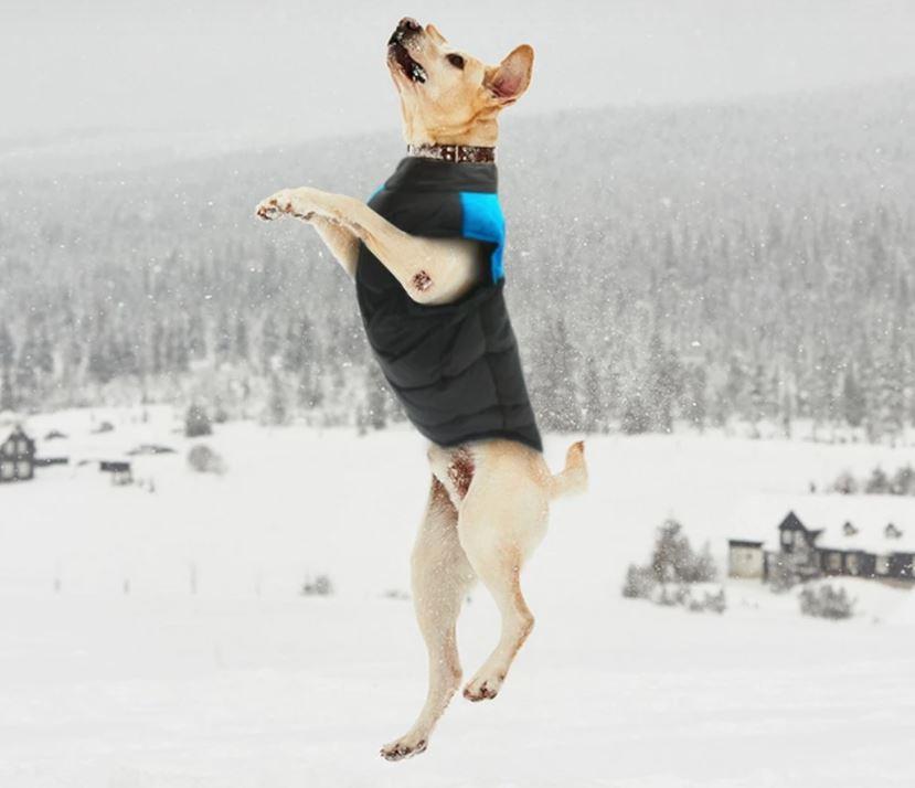 LunaPaws Hundejacke – Warm & Wasserdicht